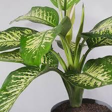 گلگوشه گلگوشه